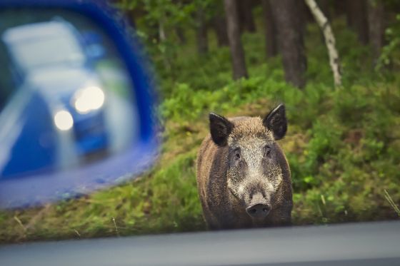 Divlja svinja izletjela na cestu