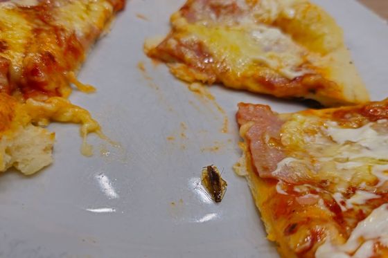 Pronađen žohar u hrani u studentskoj menzi