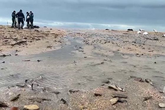 Čišćenje plaža u južnoj ruskoj regiji Krasnodar