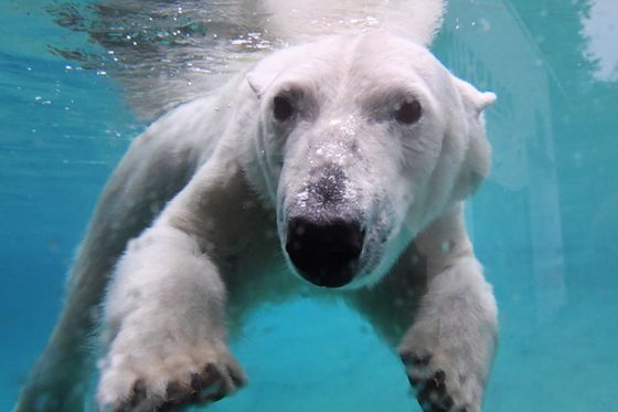 Polarni medvjed (Foto: AFP)