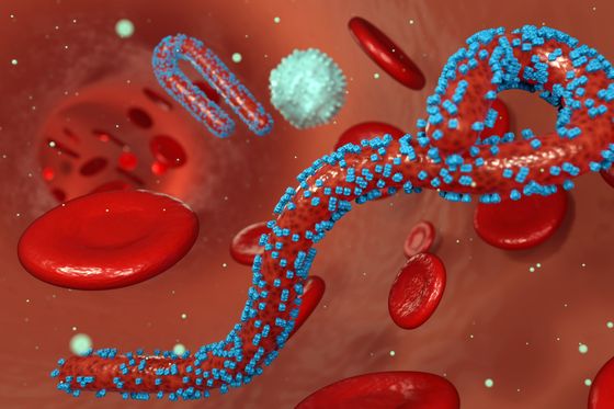 Virus marburg