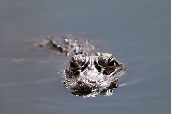 Krokodil, ilustracija (Foto: Getty)