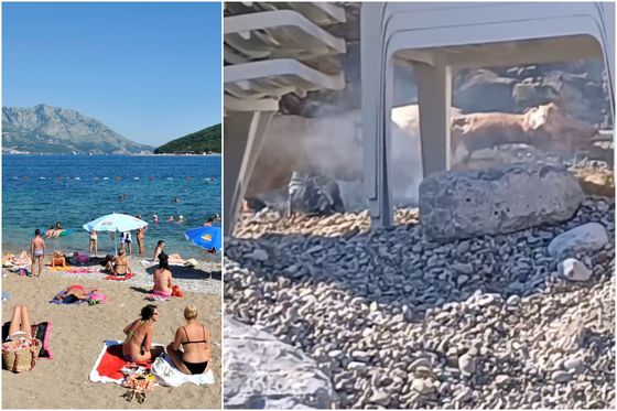 Pekli janje na plaži