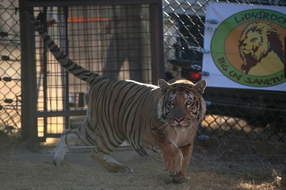 Tigar (Foto: Arhiva/AFP)