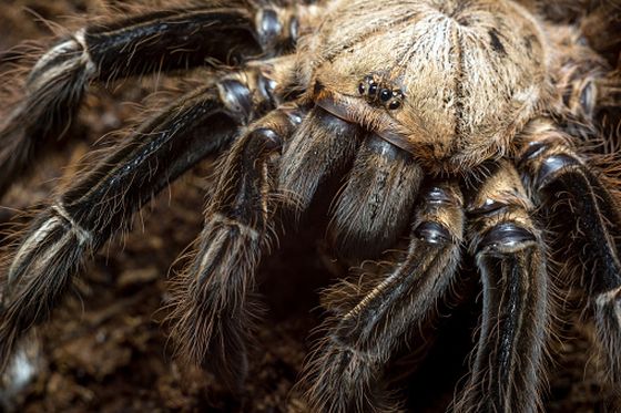 Tarantula (Ilustracija: Thinkstock)