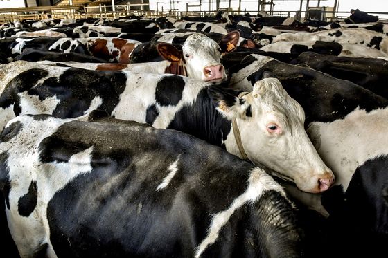 Farma, ilustracija (Foto: AFP)