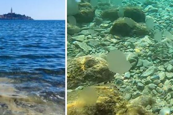 Cvjetanje mora kod Rovinja i morski orah u moru kod Pule