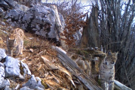 Ris Doru pušten u NP Risnjak (Foto: Screenshot)