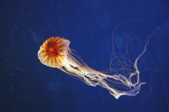 Kompas meduza (Foto: Centar za invazivne vrste)