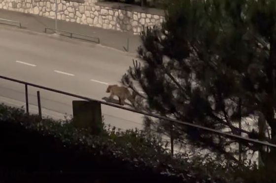 Medvjed na šetnici