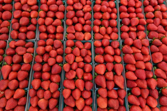 Jagode, ilustracija (Foto: AFP)