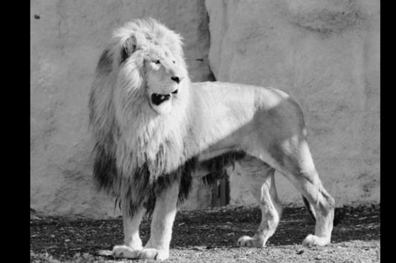Lav Leo iz zagrebačkog zoološkog vrta