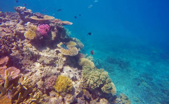 Veliki koraljni greben - 3