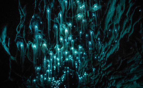 Waitomo Glowworm - 4