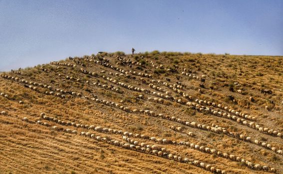 Turski pastiri u proljeće u Tatvanu - 1