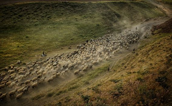 Turski pastiri u proljeće u Tatvanu - 5