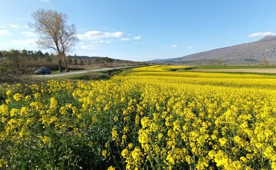 Zlatna polja u Istri - 2