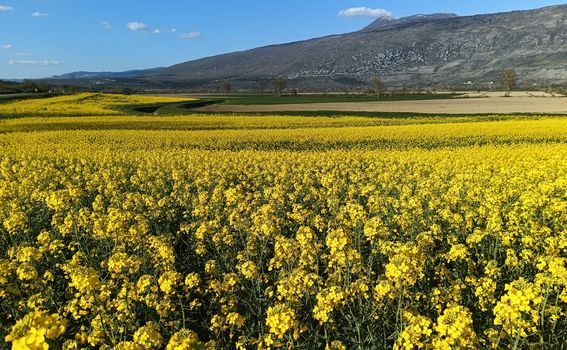 Zlatna polja u Istri - 4