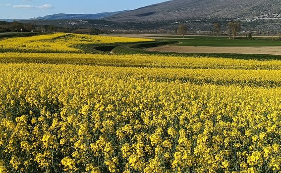 Zlatna polja u Istri - 5