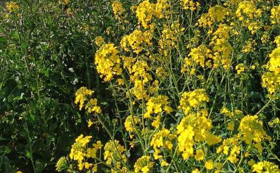 Zlatna polja u Istri - 6