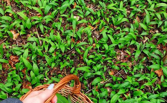 Dan medvjeđeg luka - 2