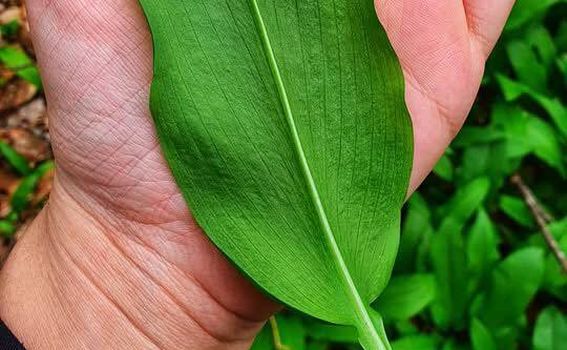 Dan medvjeđeg luka - 3