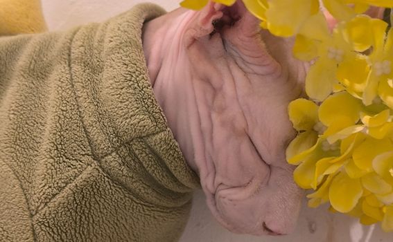 Antea Ćurin u Šangaju - 43