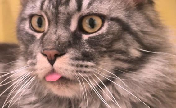 Antea Ćurin u Šangaju - 45