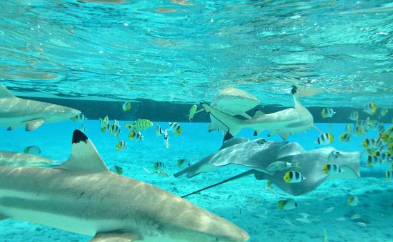 Ronjenje s morskim psima popularna je aktivnost na Bora Bori