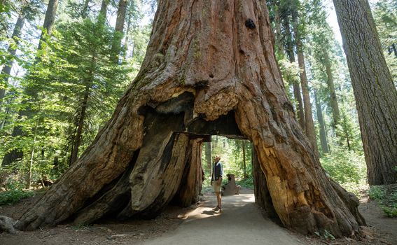 Nacionalni park Redwood - 3