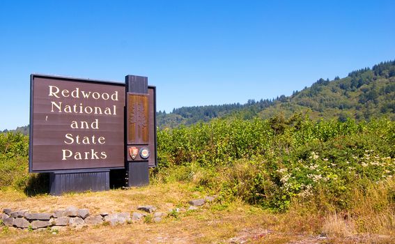 Nacionalni park Redwood - 4