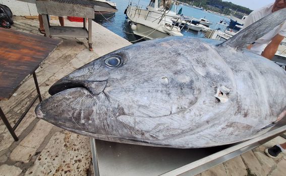 Tuna fest Rovinj - 9