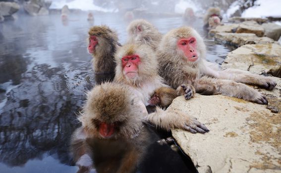 Snježni majmuni