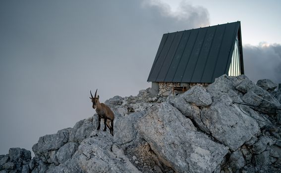 Planinarsko sklonište u sjećanje na Lucu Vuericha u Julijskim Alpama - 1