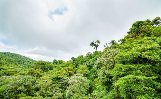 Monte Verde, Costa Rica