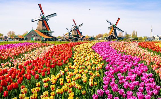 Nizozemska u proljeće - 2