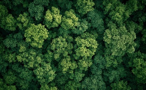 Kviz općeg znanja - 11