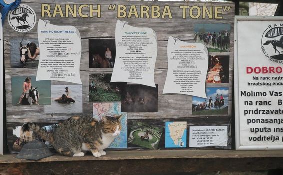 Ranch Barba Tone - 18
