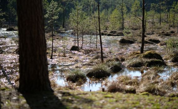 Nacionalni park Dzūkija u Litvi - 2