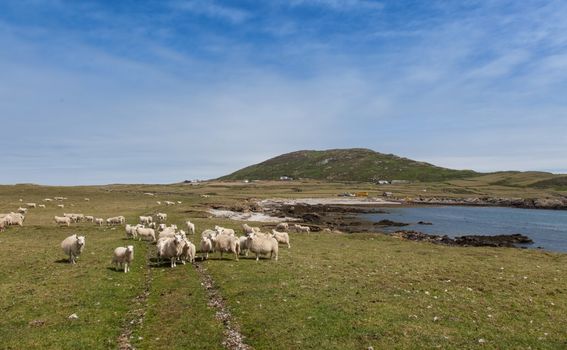 Otok Bardsey, Wales - 1