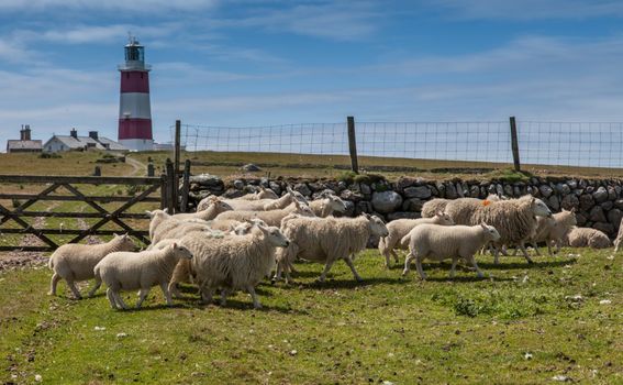 Otok Bardsey, Wales - 4