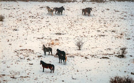 Divlji konji kod Livna - 6