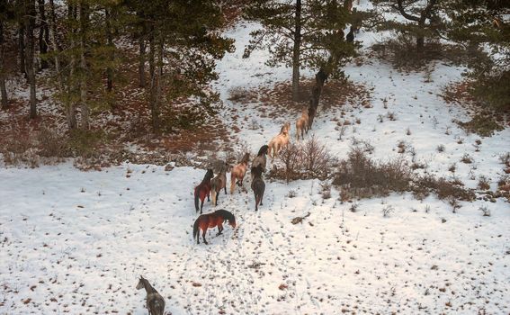 Divlji konji kod Livna - 7