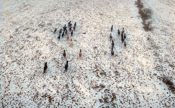 Divlji konji kod Livna - 8