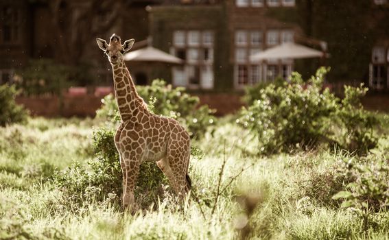 Giraffe manor hotel, Kenija - 1