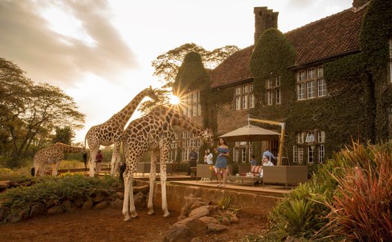 Giraffe manor hotel, Kenija - 2