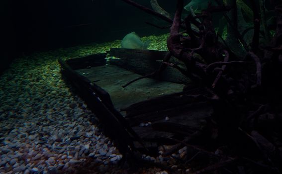 Biotopski akvariji imaju osigurane uvjete kao i u prirodnom staništu