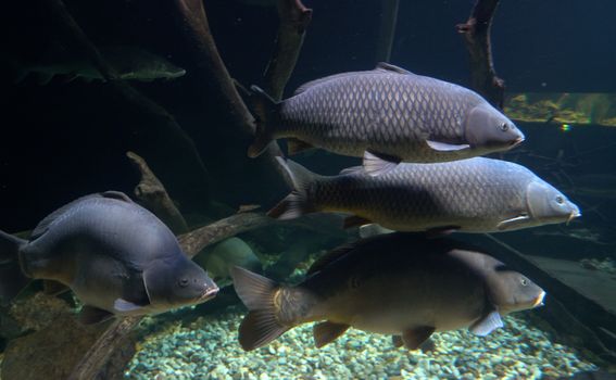 Aquatika je jedini slatkovodni akvarij u Hrvatskoj