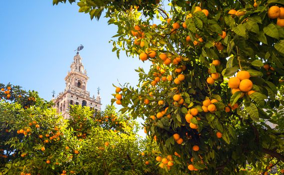 Sevilla ima čak 48 000 drveća naranče