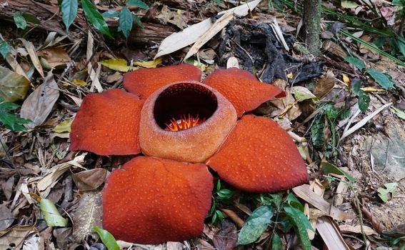 Rafflesia, najsmrdljiviji cvijet na svijetu